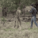 kangaroo-man-punching (1).gif