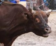 bull-riding-fear-stress.jpg