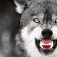 thewolf31