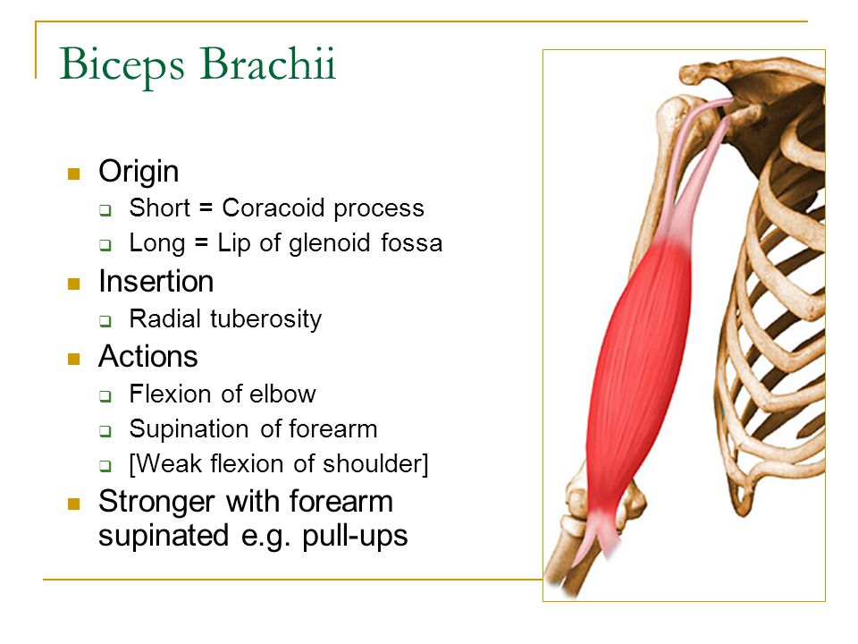 Biceps+Brachii+Origin+Insertion+Actions.jpg