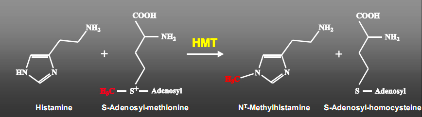Conversion-of-S-Adenosyl-Methionine-(SAMe)-to-N-methylhistamine.jpg