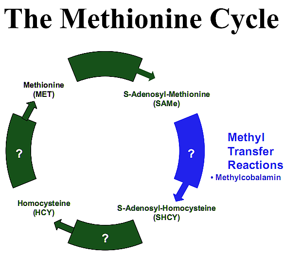 Cycle-of-conversion-of-homocycteine-to-methionine-to-S-Adenosyl-Methionine.jpg
